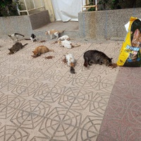 photo de livraison pour Comme Chiens et Chats Maroc
