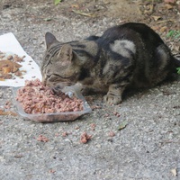 photo de livraison pour Chat Libre de l'Ile du Ramier