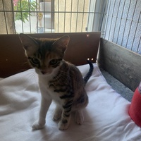 photo de livraison pour Association des Chats Camarguais