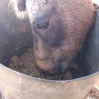 photo de livraison pour Equi-Libre : Droit à la Retraite Equine