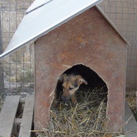photo de livraison pour Animal Shields Oradea