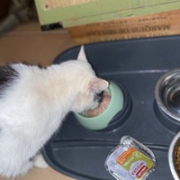 photo de livraison pour Les Chats de Condom 32