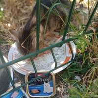 photo de livraison pour Les Chats-Pitresdelavi-Ste