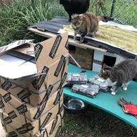 photo de livraison pour Les chats de chez nous