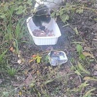 photo de livraison pour Trois P'tits Chats
