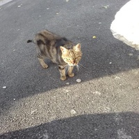 photo de livraison pour Les chats Port-Saint-Louisiens