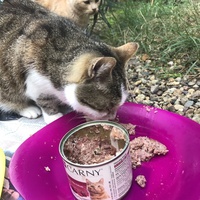 photo de livraison pour Les chats de chez nous