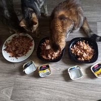 photo de livraison pour Les Pattounes de l'Espoir