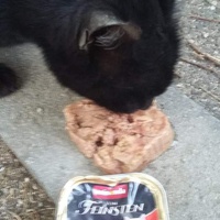 photo de livraison pour Les Chats-Pitresdelavi-Ste