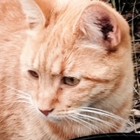 photo de livraison pour Cat Miaou