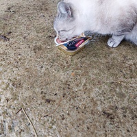 photo de livraison pour Les Chats libres de Fleurance