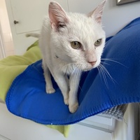 photo de livraison pour SADF (Sauvetage des animaux domestiques de France)