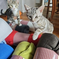 photo de livraison pour Milles et une Pattounes