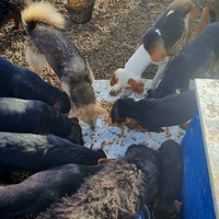 photo de livraison pour Spaske