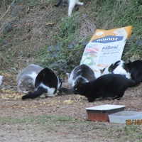 photo de livraison pour Protection Animale Amélienne