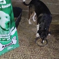 photo de livraison pour Beta Zajecar