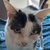 photo animal