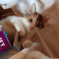 photo de livraison pour Bien vivre avec les Chats Sallélois