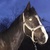 photo animal