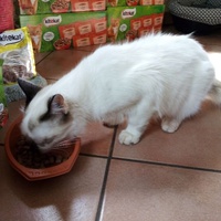 photo de livraison pour Jardin des Chats