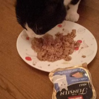 photo de livraison pour Hungry Cats14
