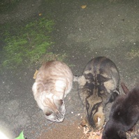 photo de livraison pour Chat Libre de l'Ile du Ramier