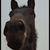 photo animal