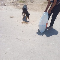 photo de livraison pour Comme Chiens et Chats Maroc