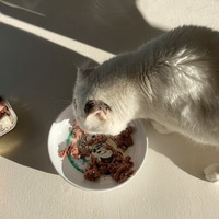 photo de livraison pour Ecole du Chat des Alpilles