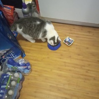 photo de livraison pour A Pas De Chats
