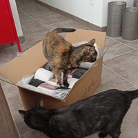 photo de livraison pour Les Chats de la Tour