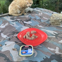 photo de livraison pour Les chats de chez nous