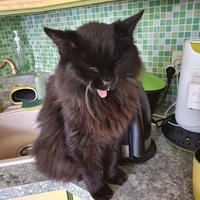 photo de livraison pour Chat de Gout'hier sans Toit