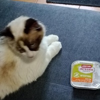 photo de livraison pour Cosette