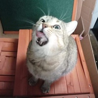 photo de livraison pour L'Arche de Marie - Mes Amours de Chats