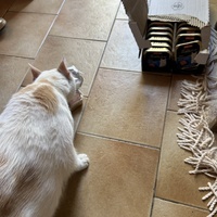 photo de livraison pour Les chats Port-Saint-Louisiens