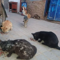 photo de livraison pour ADAN Essaouira