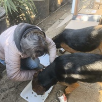photo de livraison pour Chats Libres de Béziers
