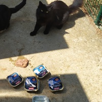 photo de livraison pour ANIMAL ATTITUDE