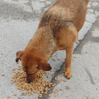 photo de livraison pour Civic Initiative Kane Korzo Skopje