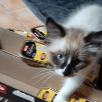 photo de livraison pour Bien vivre avec les Chats Sallélois