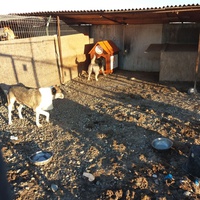 photo de livraison pour Animal Shields Oradea