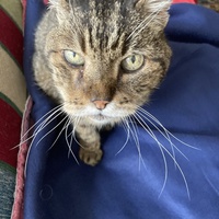 photo de livraison pour Ecole du Chat des Alpilles