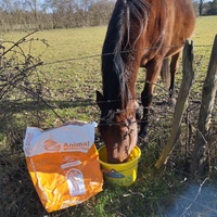 photo de livraison pour Hearthland Royal Horse
