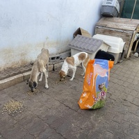 photo de livraison pour Comme Chiens et Chats Maroc