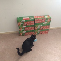 photo de livraison pour Les chats Port-Saint-Louisiens