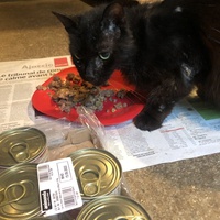 photo de livraison pour Les chats de chez nous