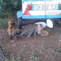 photo de livraison pour Protect Cat