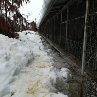 photo de livraison pour Refuge pour chiens de Baia Mare