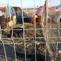 photo de livraison pour Animal Shields Oradea